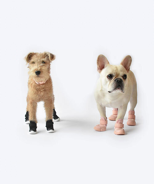 rifruf introduces vet-endorsed design-driven dog sneakers
