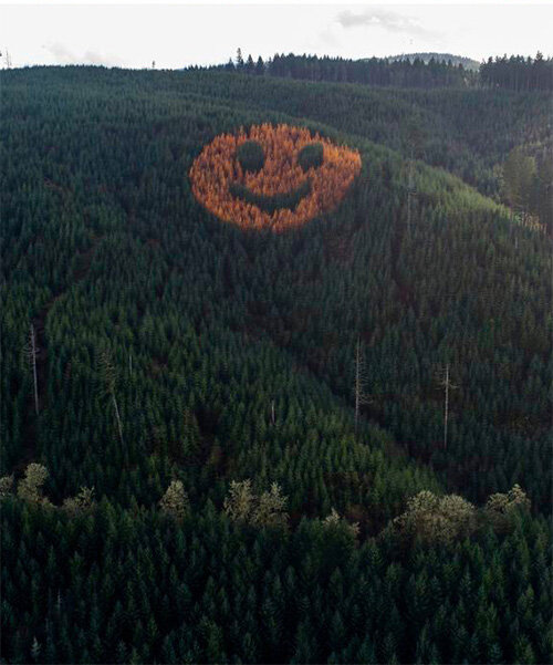 trees form a smiley face along oregon's douglas fir forest