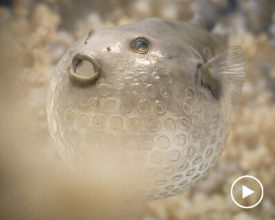 in this poetic underwater film, sea life becomes the very pollution + plastic that threatens it