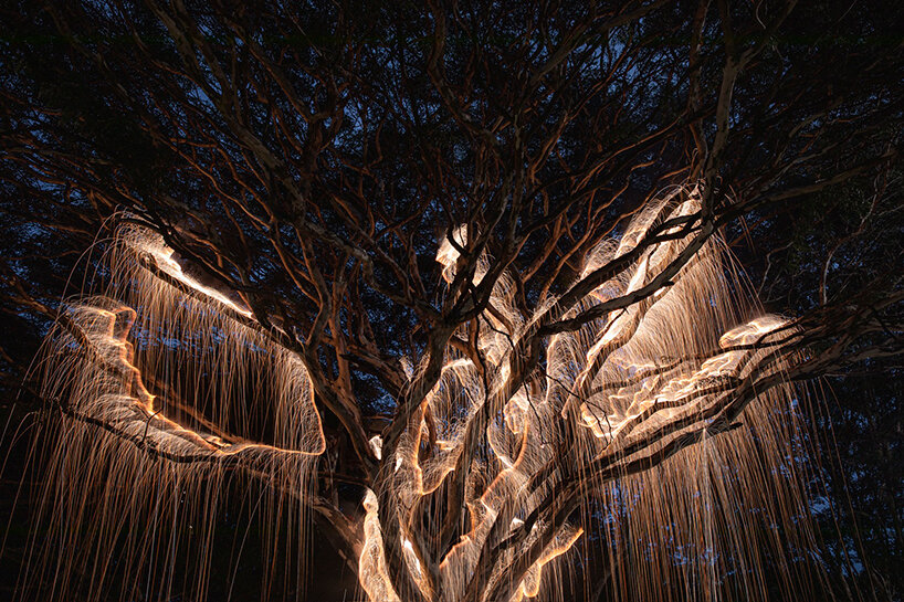 photographer vitor schietti captures dream-like forests of falling light