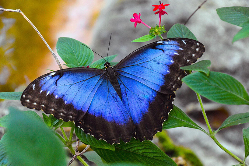 all-natural blue pigment found in red cabbage could replace artificial ...