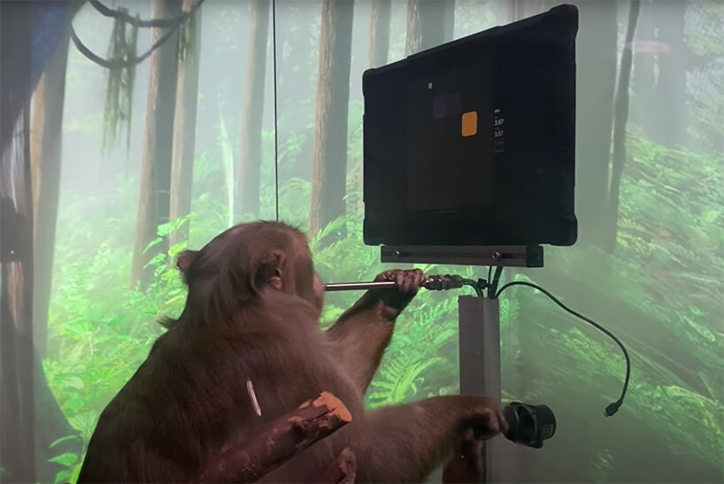 watch a monkey play pong with its mind in elon musk's latest neuralink demonstration