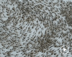 this drone footage shows a reindeer cyclone in all its glory