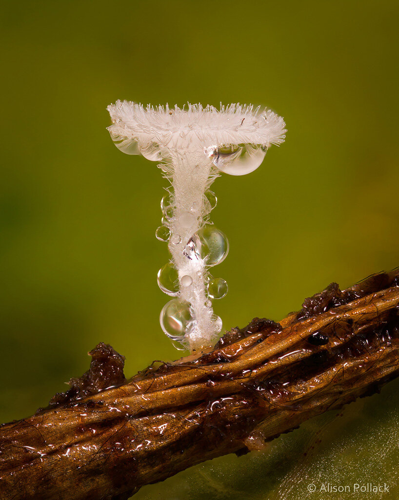 alison pollack mushroom photography