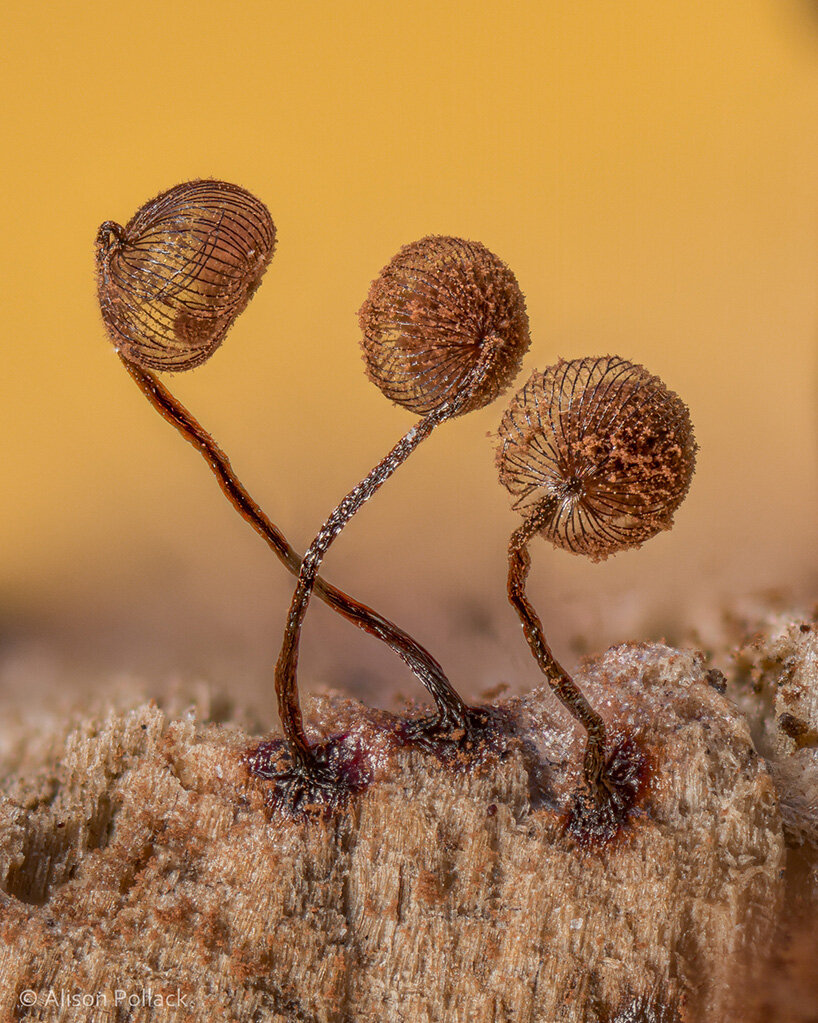 alison pollack mushroom photography