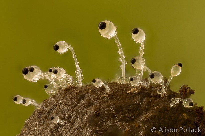 alison pollack captures miniature mushrooms and fungi in macro photography