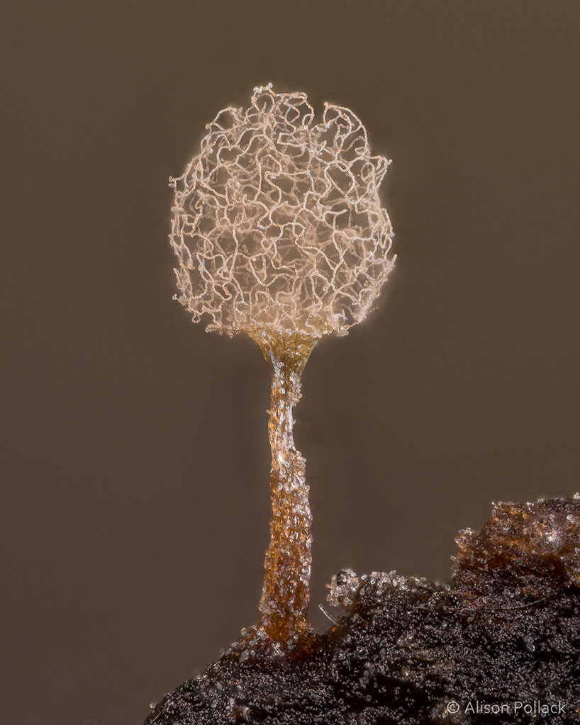 alison pollack captures miniature mushrooms and fungi in macro photography