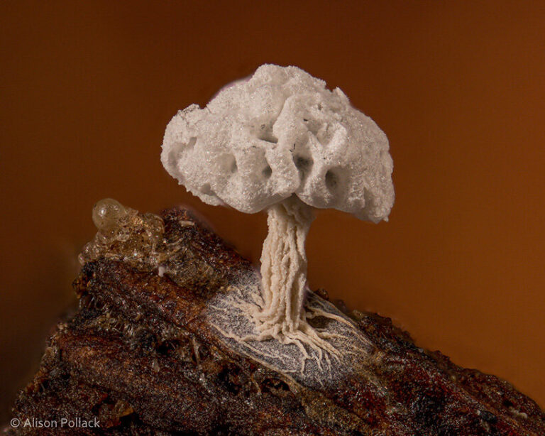 alison pollack captures miniature mushrooms and fungi in macro photography