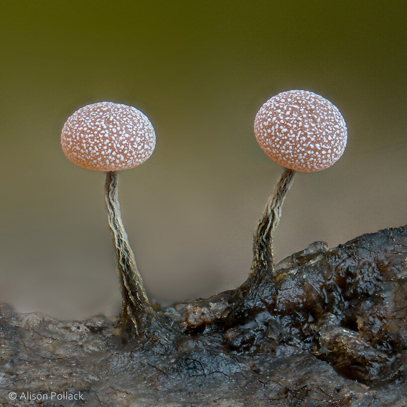 alison pollack captures miniature mushrooms and fungi in macro photography