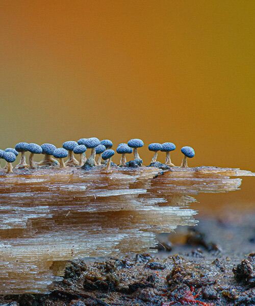 alison pollack captures miniature mushrooms and fungi in macro photography