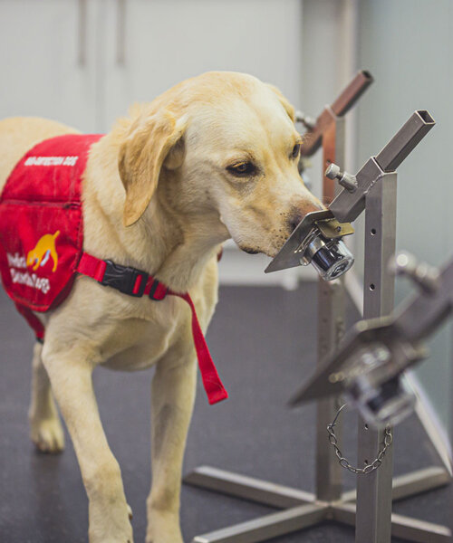 dogs sniff out COVID-19 with 94% accuracy in latest trials