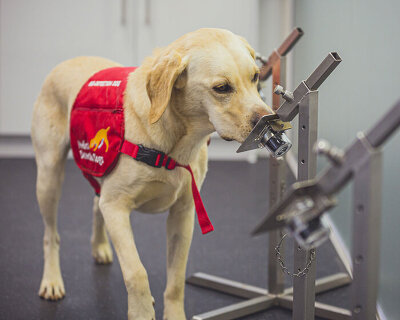 dogs sniff out COVID-19 with 94% accuracy in latest trials