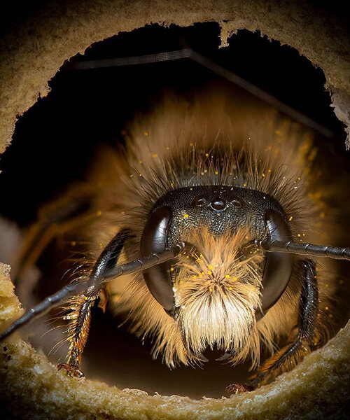 close-up pictures of bees by josh forwood expose how different they all are