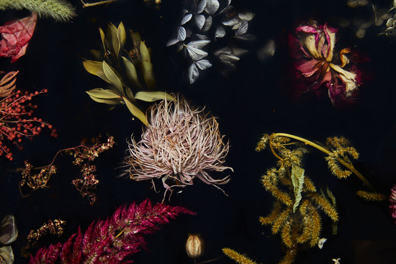 marcin rusak studio's 'flora cabinet' preserves the fleeting beauty of dried flowers