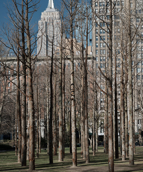 maya lin curates a 'ghost forest' of trees killed by climate change in new york city