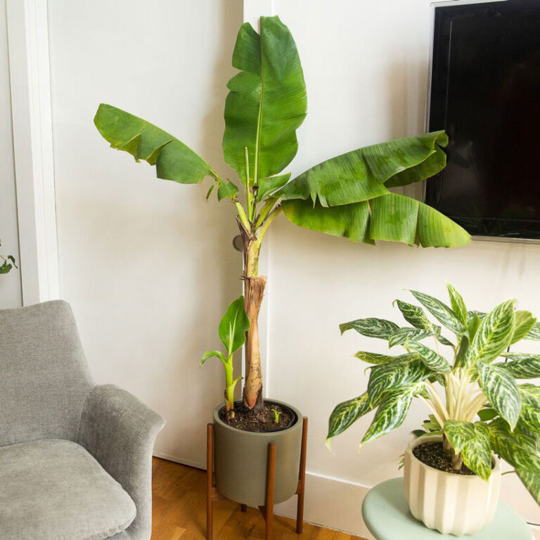 in search of clean air: NASA's top list of air-filtering indoor plants