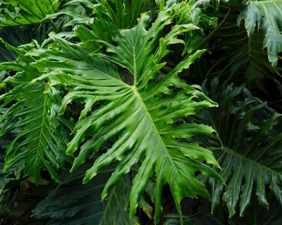 in search of fresh air: NASA lists the indoor plants that will naturally clean your space
