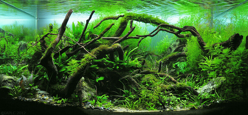 diving into aquascaping, the art of underwater landscape