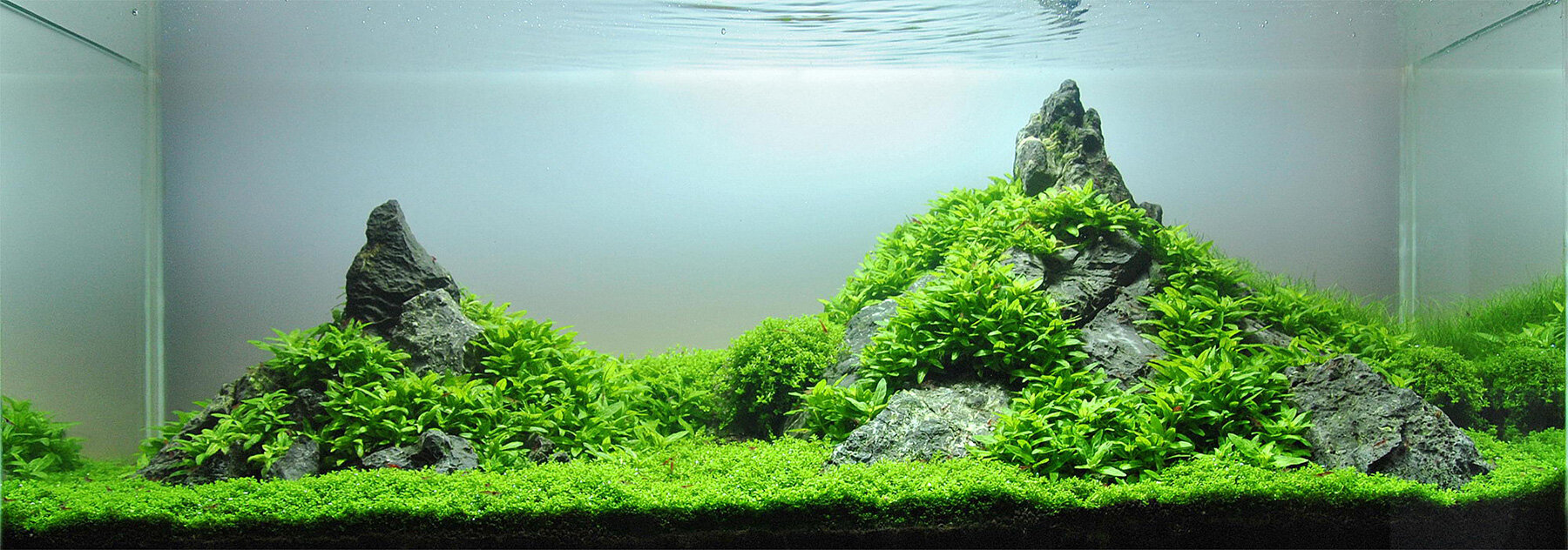 diving into aquascaping, the art of underwater landscape
