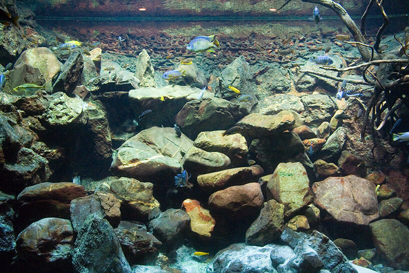 diving into aquascaping, the art of underwater landscape architecture and  design