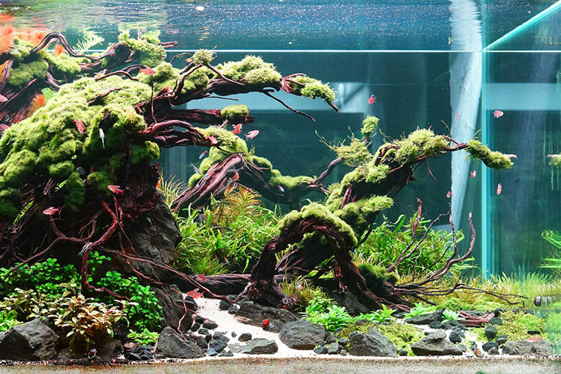 Professional Aquascaping – Your Aquarium