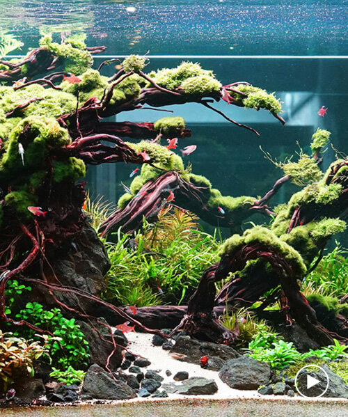diving into aquascaping, the art of underwater landscape architecture and design
