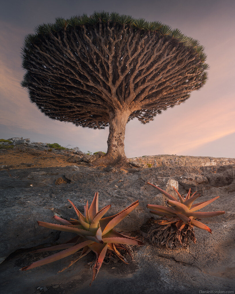 daniel kordan captures the peculiar dragon blood trees at yemen's ...