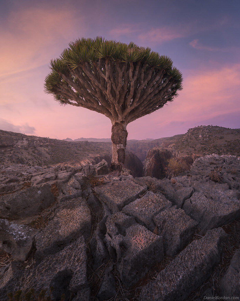 Daniel Kordan Captures The Peculiar Dragon Blood Trees At Yemen S Socotra Islands