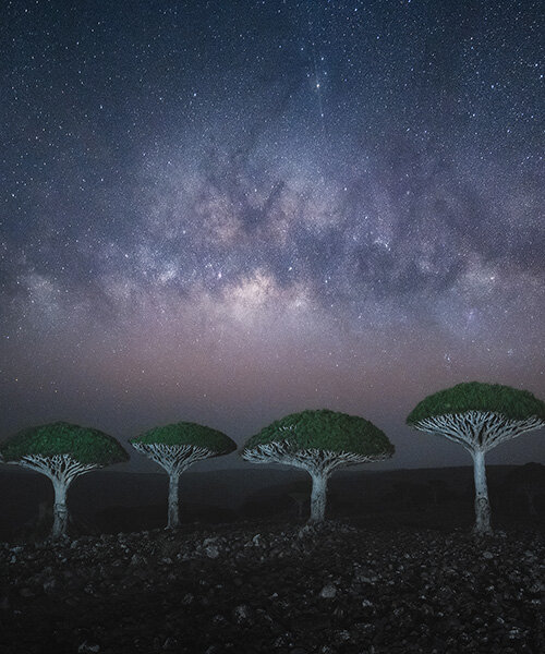 daniel kordan captures the peculiar dragon blood trees at yemen's socotra islands