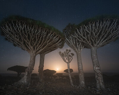 daniel kordan captures the peculiar dragon blood trees at yemen's socotra islands