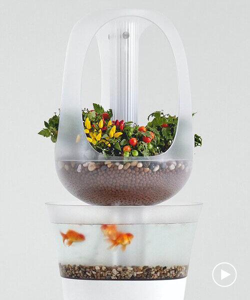 'eva' indoor aquaponics furniture grows fresh vegetables from fish waste