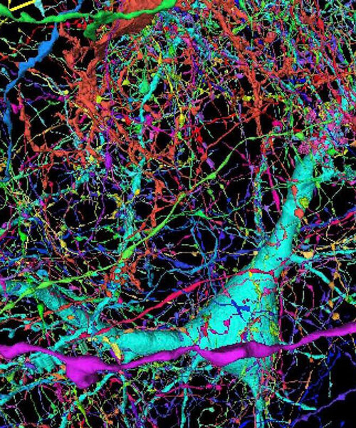 researchers at harvard and google mapped of a piece of human brain in intricate detail