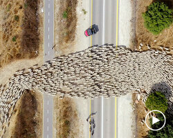 this drone footage captures sheep herding patterns from above