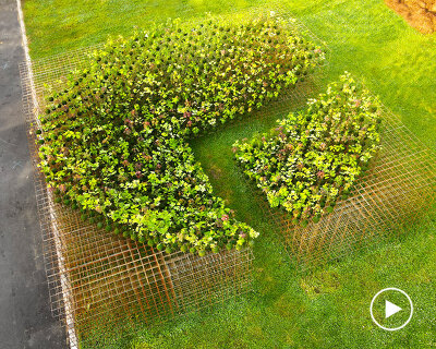 nomad studio sculpts an ethereal woodland forest of floating japanese kokedamas