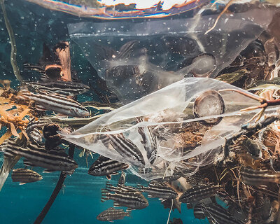 a new report on plastic pollution says we have 29 years to save the ocean