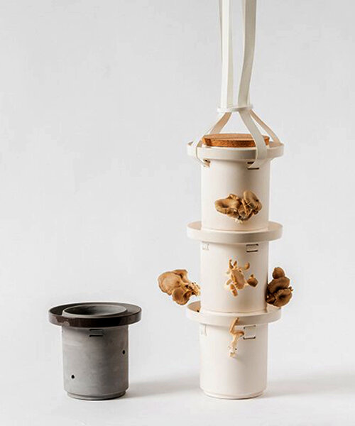 GAARA is a home ecosystem for edible mushroom cultivation bringing farm-to-table