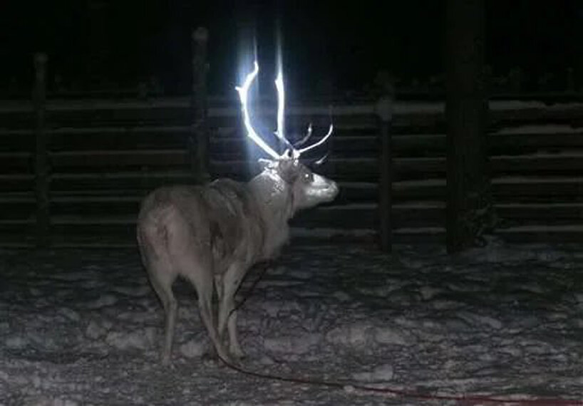 reflective reindeer antlers aimed to help prevent road accidents in finland