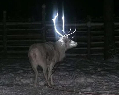 reflective reindeer antlers aimed to help prevent road accidents in finland