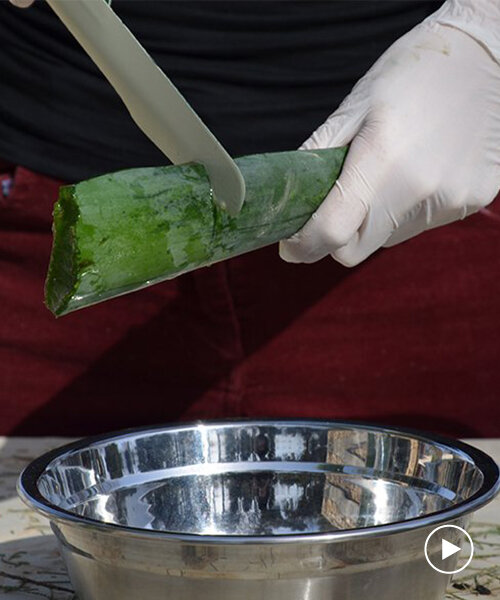 geLOE is a minimal and convenient knife for aloe vera gel extraction