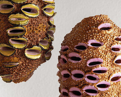 vivid seedpod artwork series highlights the hidden beauty of nature