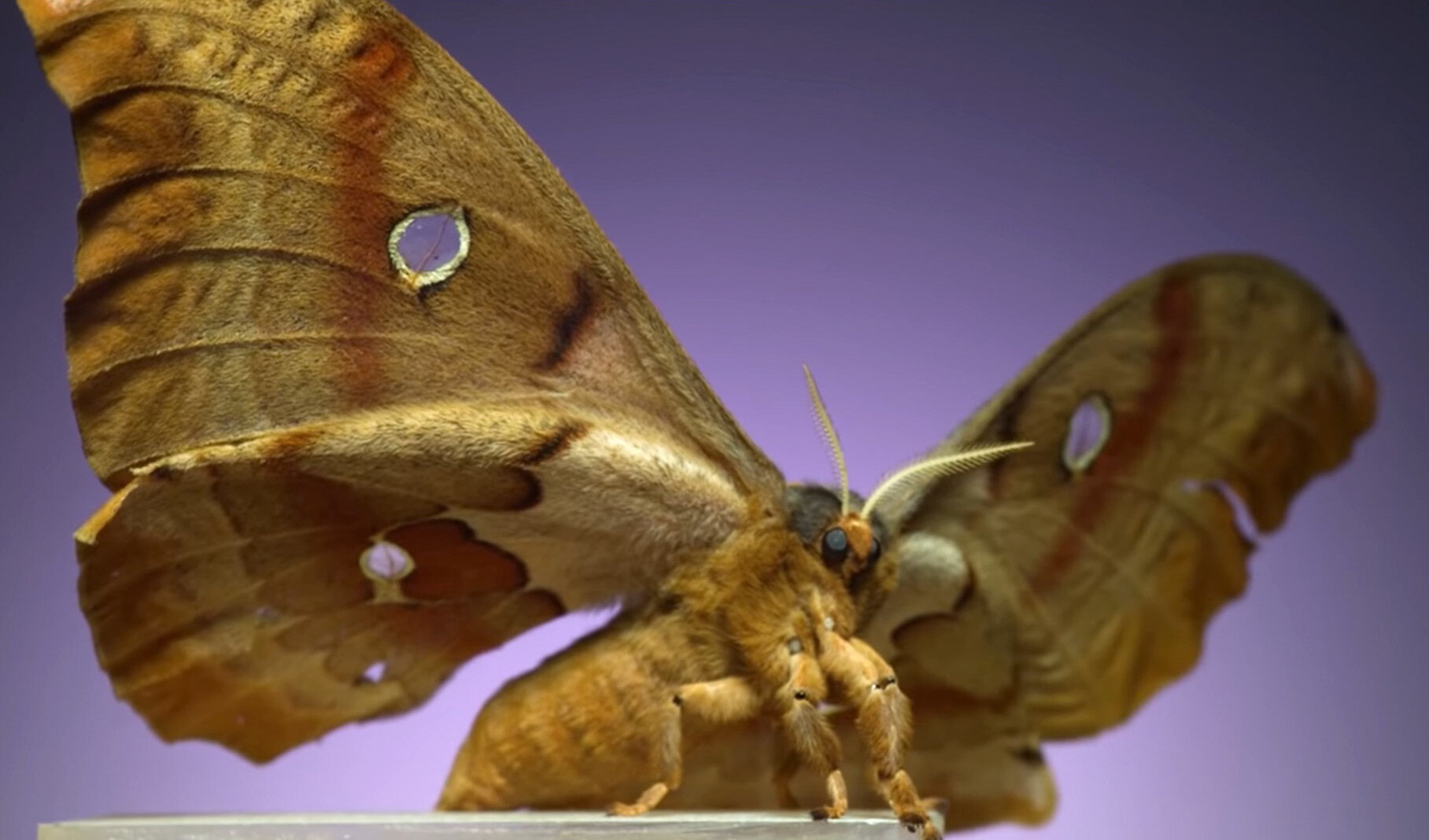 GIANT MOTHS just SWARMED this LAMP!!!! [Moth-Trapping; REGUA