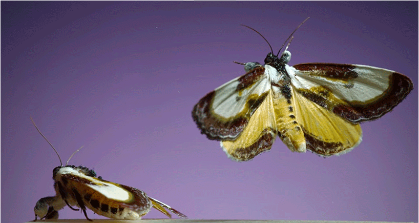 mesmerizing slow motion footage by dr.adrian smith captures moths