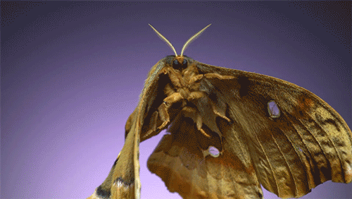 mesmerizing slow-motion footage captures moths taking flight at 6,000 frames per second