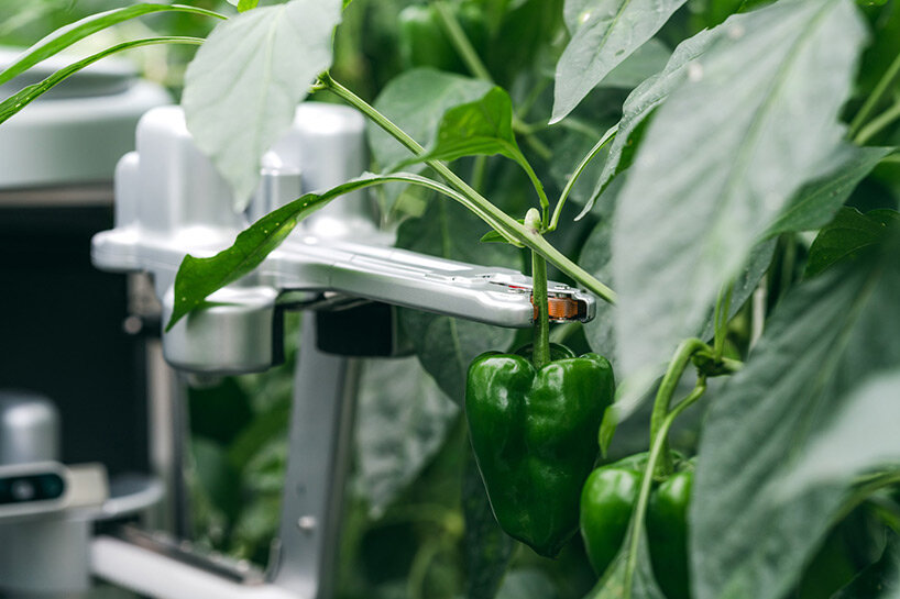 Sweet pepper sales harvesting robot