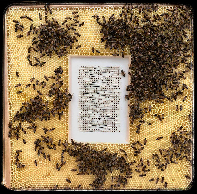 in collaboration with honeybees, ava roth's artwork is encased in honeycomb