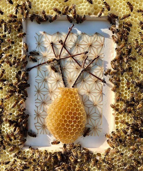 in collaboration with honeybees, ava roth's artwork is encased in honeycomb