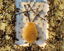 in collaboration with honeybees, ava roth's artwork is encased in honeycomb