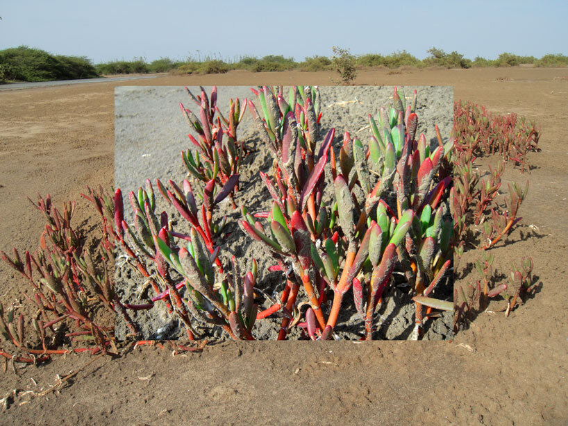 berlin festival 'driving the human' proposes 21 visions for eco-social renewal