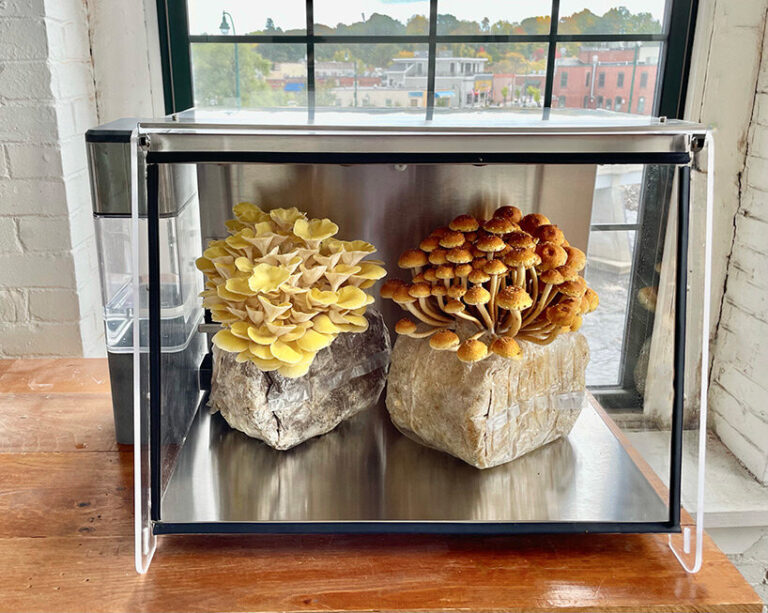 grow your own mushrooms at home with mella