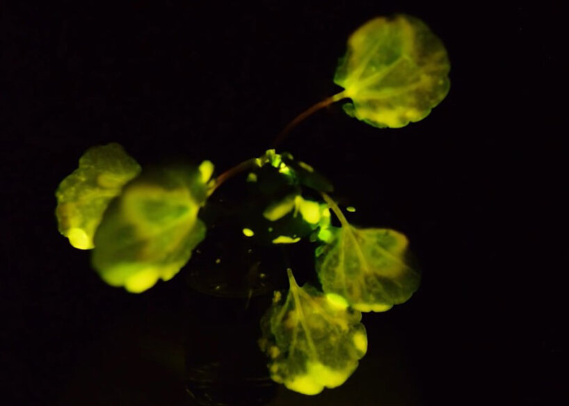 MIT researches created plants that glow replacing electrical lighting